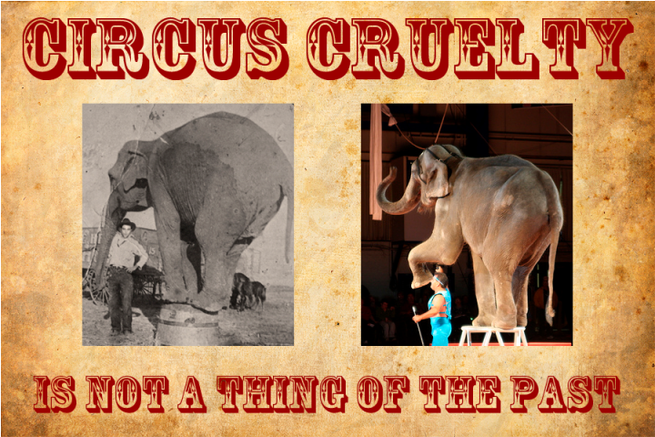 circus_elephant_cruelty_poster-5413062