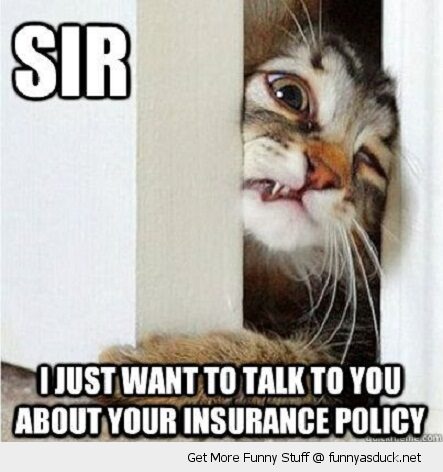funny-sir-talk-insurance-door-face-paw-pics