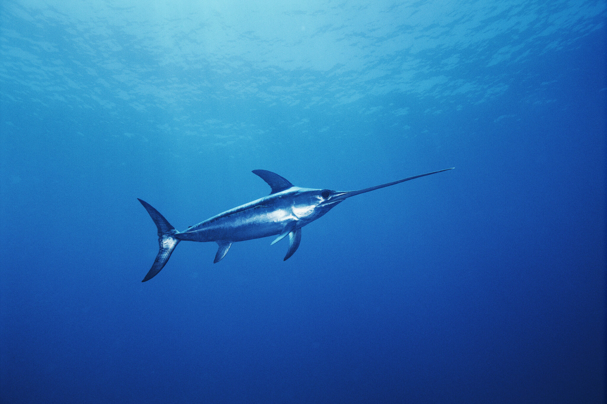 broadbill-swordfish-in-the-mediterranean-sea-off-italy